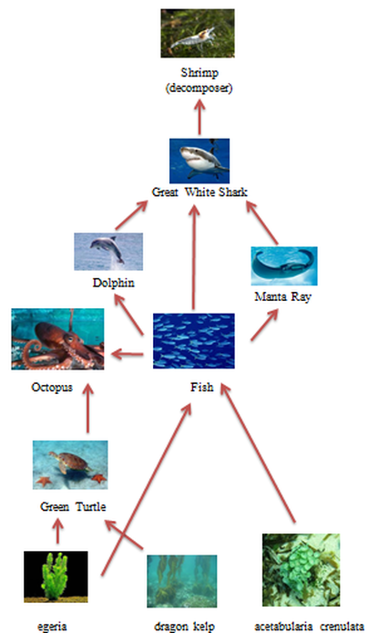 Food Web - Marine Ecosystem