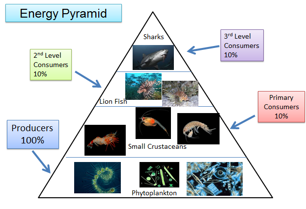 Marine Ecosystem Pyramid